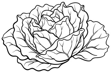 lettuce line art silhouette vector illustration