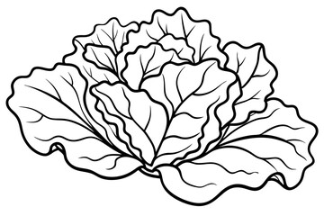 lettuce line art silhouette vector illustration