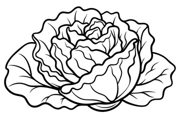 lettuce line art silhouette vector illustration