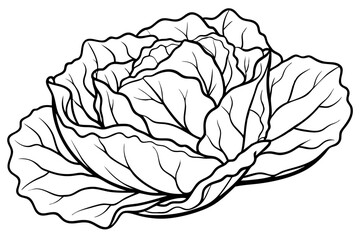 lettuce line art silhouette vector illustration