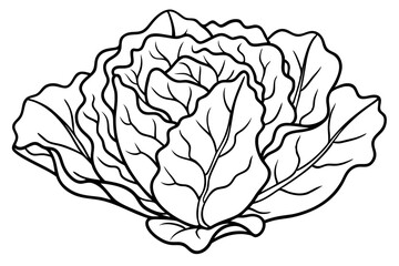 lettuce line art silhouette vector illustration