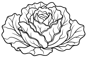 lettuce line art silhouette vector illustration