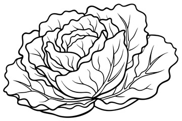 lettuce line art silhouette vector illustration