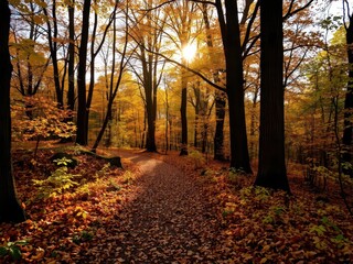 Fototapeta premium Autumn Path in Golden Forest