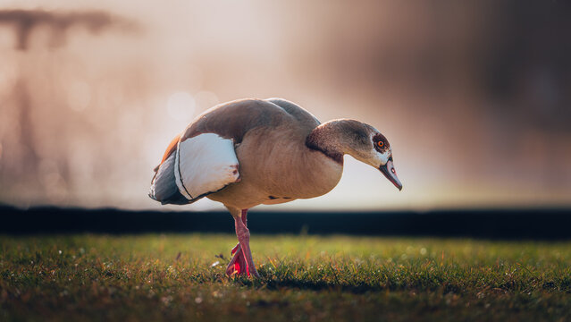 Ente bei Sonnenaufgang