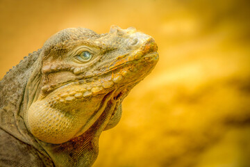 Close-up of an iguana basking in sunlight highlighting intricate textures and vibrant scales for reptile enthusiasts and wildlife studies