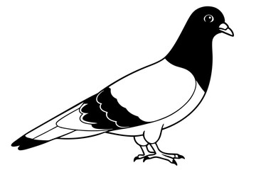 pigeon line art silhouette vector illustration