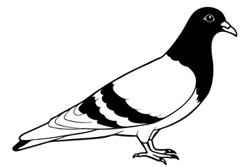 pigeon line art silhouette vector illustration