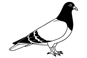 pigeon line art silhouette vector illustration