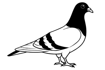 pigeon line art silhouette vector illustration