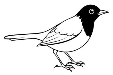 robin bird line art silhouette vector illustration