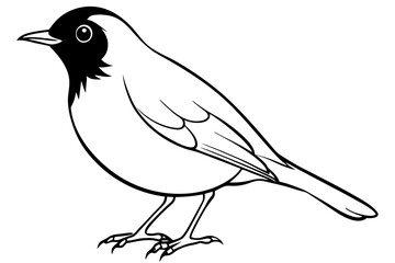 robin bird line art silhouette vector illustration