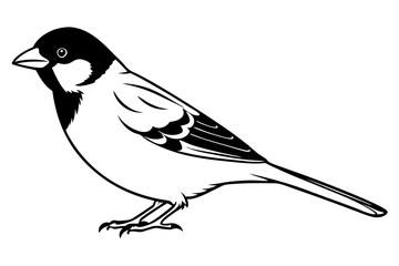 sparrow line art silhouette vector illustration