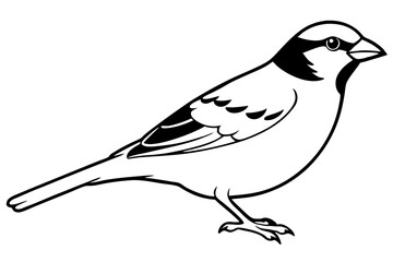sparrow line art silhouette vector illustration