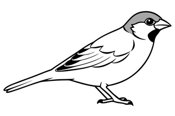 sparrow line art silhouette vector illustration