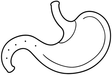 Fototapeta premium stomach line art silhouette vector illustration