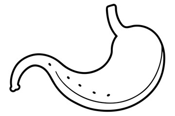 stomach line art silhouette vector illustration