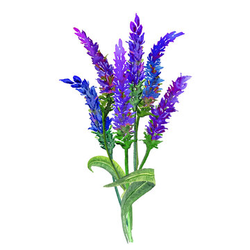 Lavender clip art preview