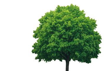 large green tree with full canopy of vibrant leaves stands prominently, showcasing its lush foliage and sturdy trunk, evoking sense of tranquility and nature beauty