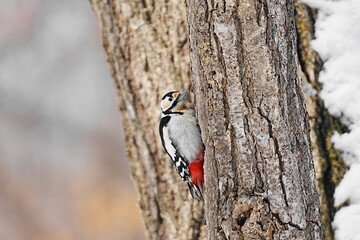 木に止まるアカゲラ