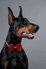 A majestic Doberman with a shiny black coat and tan markings wears a stylish red bow tie, posing confidently against a neutral gray background.