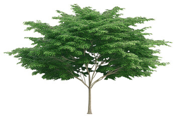 Obraz premium large green tree with full canopy of leaves and branches, showcasing vibrant foliage and sturdy trunk, evokes sense of tranquility and nature beauty