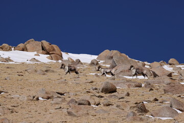 argali (Ovis ammon)