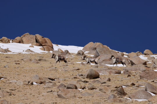 argali (Ovis ammon)