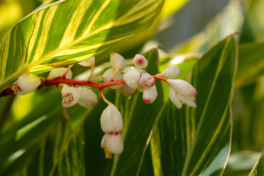 Closeup of flowers of shell ginger plant (Alpinia zerumbet 'Variegata') in a park in Madeira