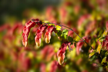 Red bracts of shrimp plant (Justicia brandegeeana) in a park in Madeira