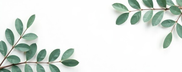 Eucalyptus leaves & gold branches border white backdrop Simple, luxurious design , decorative, mockup