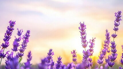 Fototapeta premium Lavender Blooms In Gentle Morning Light