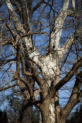 Spring tree trunks without leaves in the park against the sky. Spring in nature