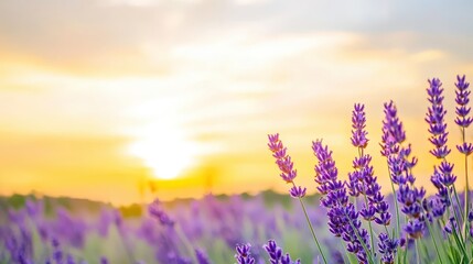 Sunset Over Lavender Field With Vibrant Purple Hues