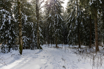 Winter mountain forest landscape. Poland