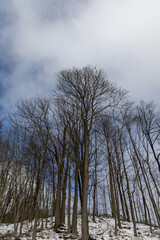 Winter mountain forest landscape. Poland