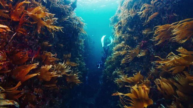 Arctic freediving. Woman freediver in blue wetsuit dives underwater in the cold sea among the seaweed. Barents Sea freediving in Arctic region
