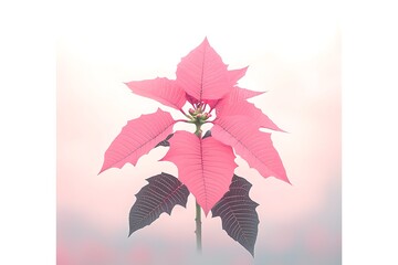 Pink Poinsettia Bloom for Soft Light Background.