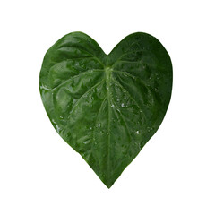 heart shape of green leave isolated on white