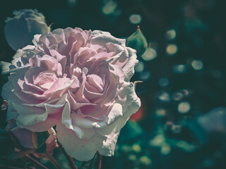 - March 20, 2025 : Vintage pink rose in full bloom, soft petals illuminated by sunlight.  Dark and...