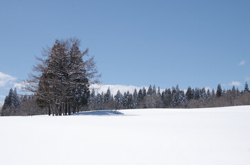 冬の風景　雪原と林