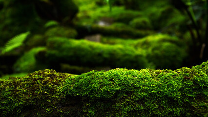 closeup or macro beautiful moss in forest background	