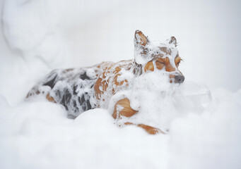 Obraz premium Playful dog enjoying a bubbly bath in fresh snow on a winter day, creating a fun and frothy atmosphere