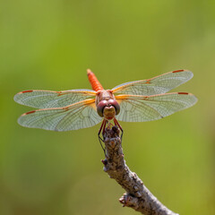 Close-up of dragonfly resting on twig, intricate details revealed