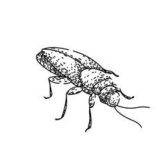 insect cockroach sketch hand drawn vector