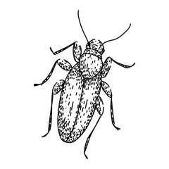 extermination cockroach sketch hand drawn vector