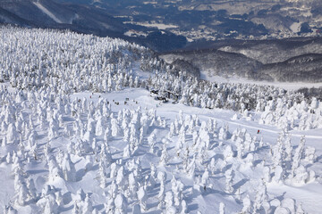 蔵王の樹氷 ( 山形県 山形市 )