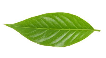 Obraz premium Close-Up of a Vibrant Green Leaf Isolated on White Background