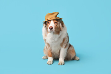 Adorable Australian Shepherd dog with hat on blue background
