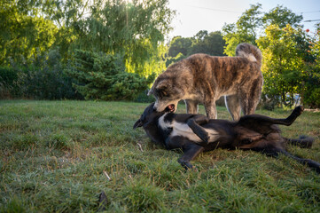 deux chiens jouant dans un jardin, un soir d'été, akita et chien de berger noir